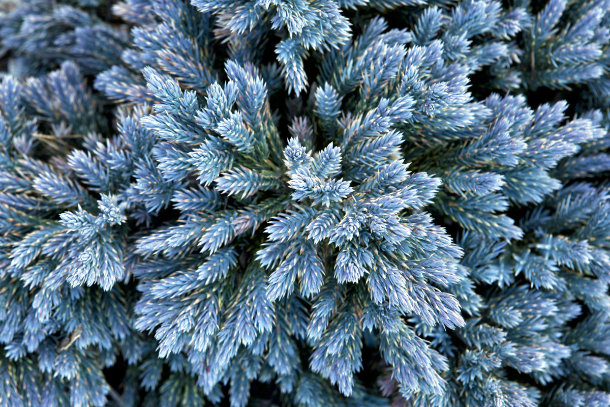 Ялівець лускатий Blue Star (2)