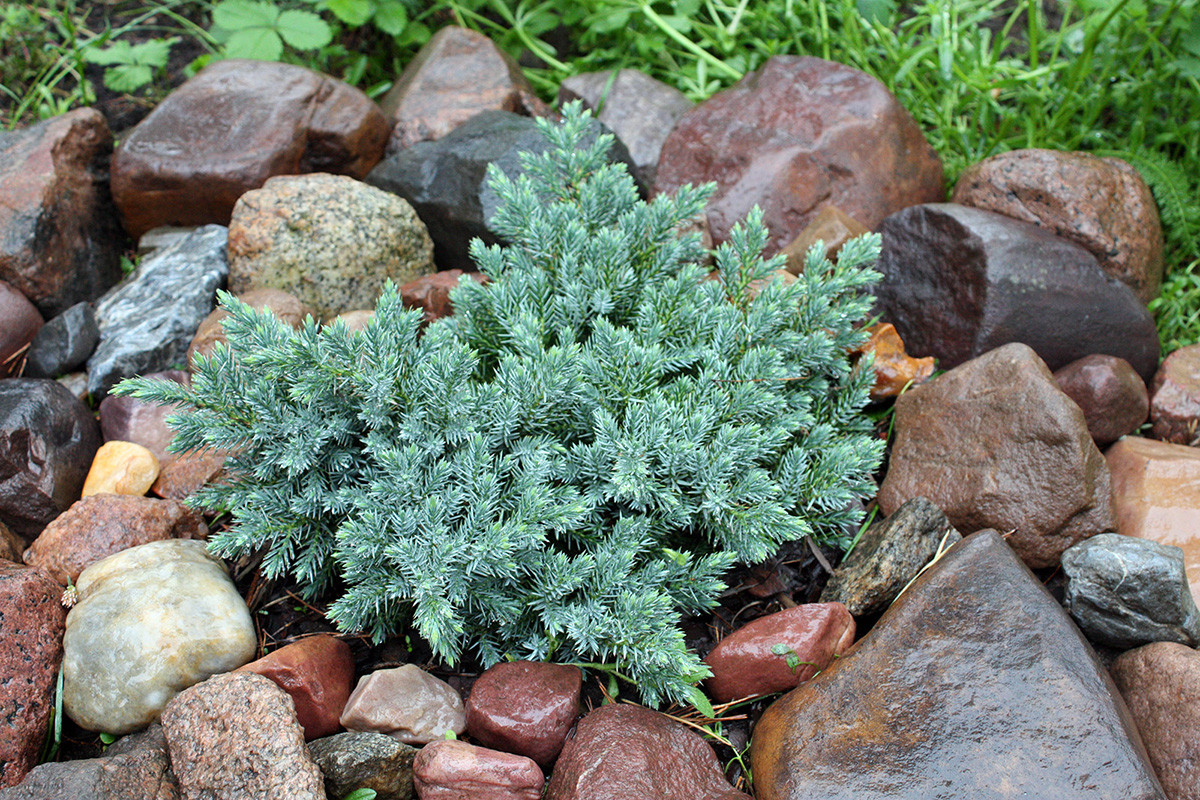 Ялівець лускатий Blue Star (3)