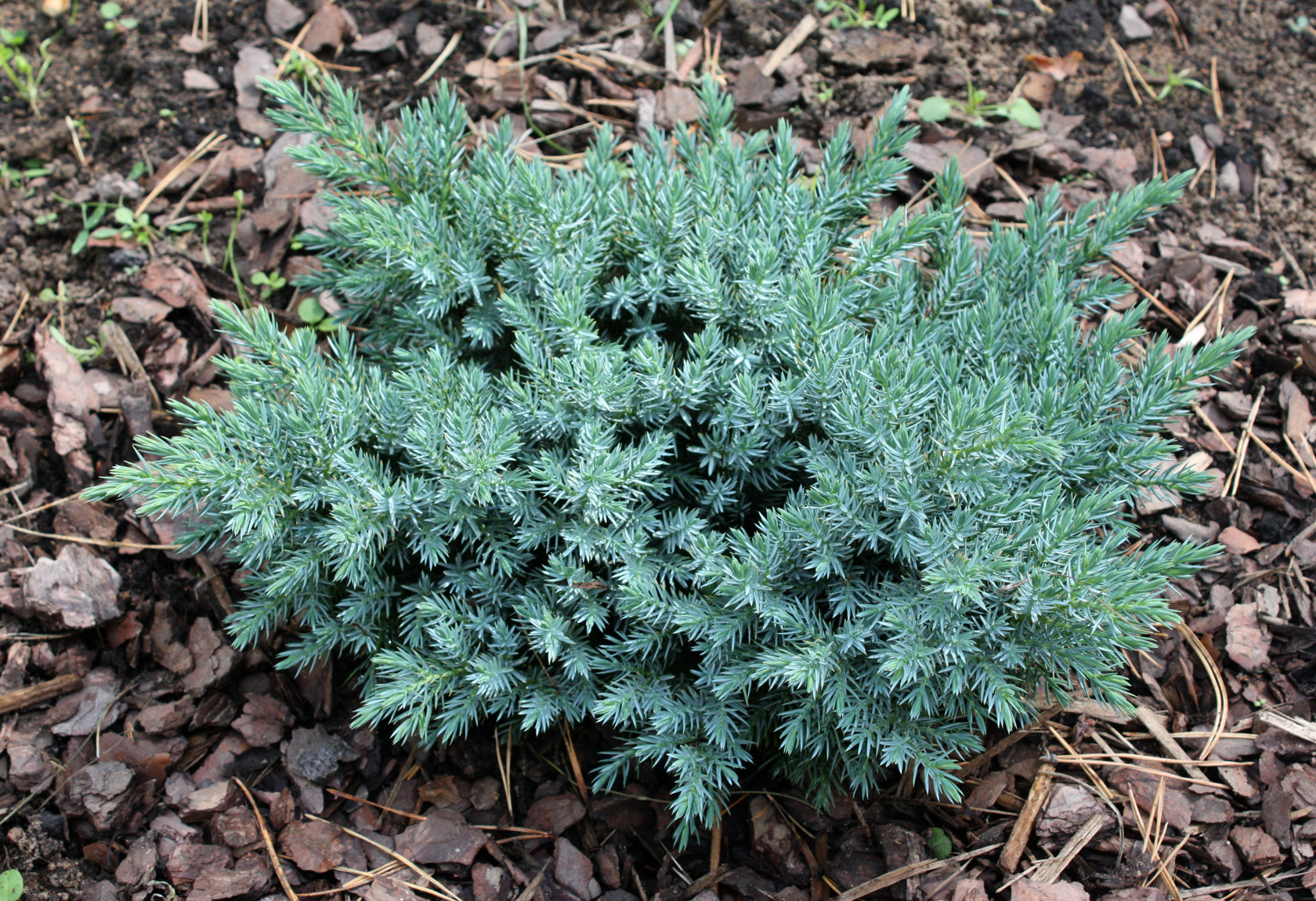 Ялівець лускатий Blue Star (4)